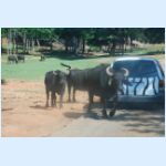 01 On Safari - Here come the water buffalo.jpg